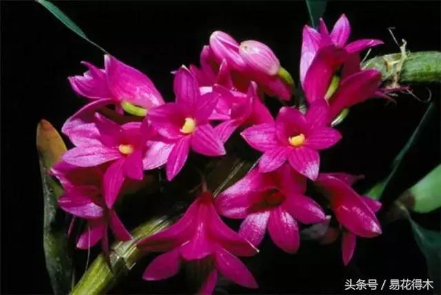 石斛花怎么养，石斛花怎么养殖方法和注意事项（观赏石斛兰的家庭种植技术）