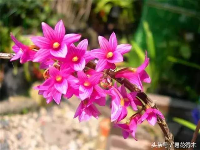 石斛花怎么养，石斛花怎么养殖方法和注意事项（观赏石斛兰的家庭种植技术）