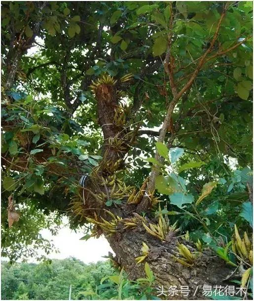 石斛花怎么养，石斛花怎么养殖方法和注意事项（观赏石斛兰的家庭种植技术）