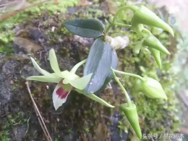 石斛花怎么养，石斛花怎么养殖方法和注意事项（观赏石斛兰的家庭种植技术）