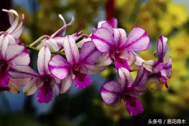 石斛花怎么养，石斛花怎么养殖方法和注意事项（观赏石斛兰的家庭种植技术）