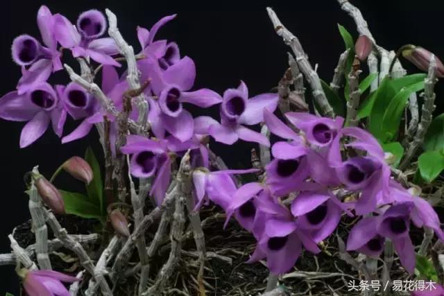 石斛花怎么养，石斛花怎么养殖方法和注意事项（观赏石斛兰的家庭种植技术）