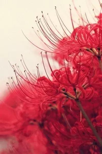 彼岸花的叶子长什么样，彼岸花的叶子长什么样图片（彼岸花，一朵中二气息满分的花）