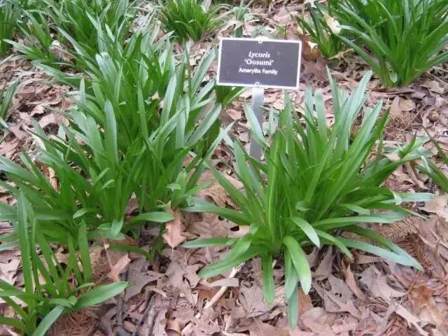 彼岸花的叶子长什么样，彼岸花的叶子长什么样图片（彼岸花，一朵中二气息满分的花）