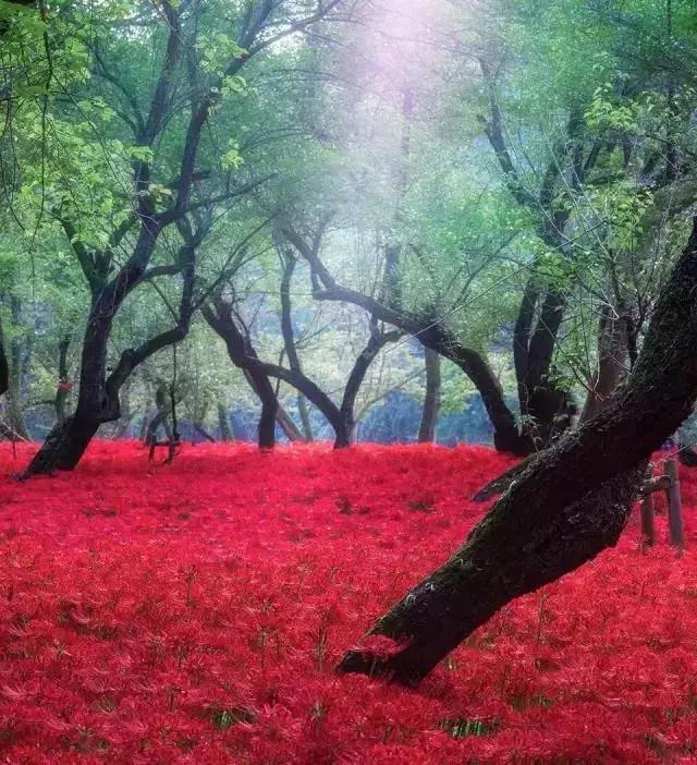 彼岸花的叶子长什么样，彼岸花的叶子长什么样图片（彼岸花，一朵中二气息满分的花）