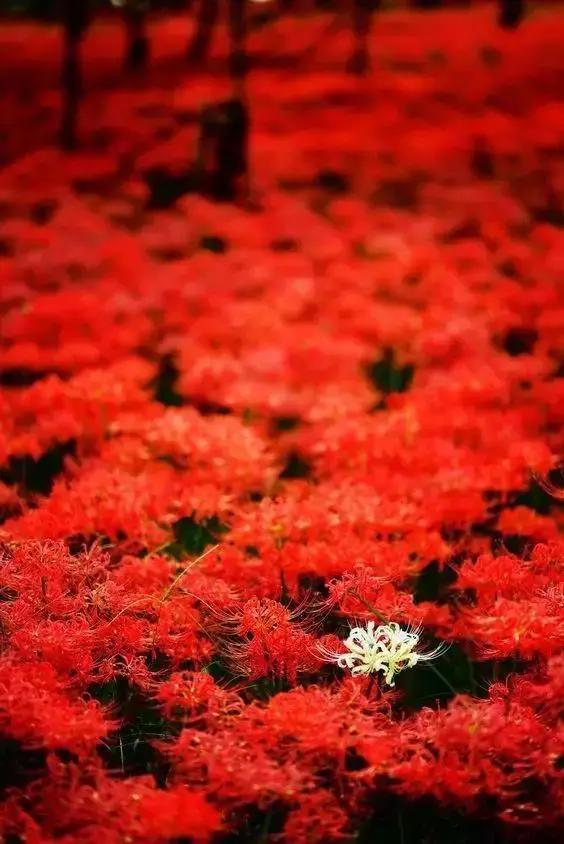 彼岸花的叶子长什么样，彼岸花的叶子长什么样图片（彼岸花，一朵中二气息满分的花）