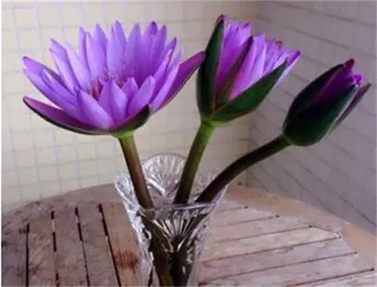 睡莲种子的种植方法水培，水培睡莲无土方法步骤（睡莲开出来的花鲜艳而已美丽）