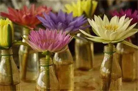 睡莲种子的种植方法水培，水培睡莲无土方法步骤（睡莲开出来的花鲜艳而已美丽）