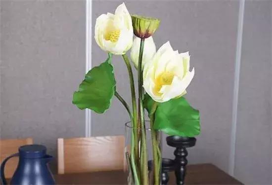 睡莲种子的种植方法水培，水培睡莲无土方法步骤（睡莲开出来的花鲜艳而已美丽）