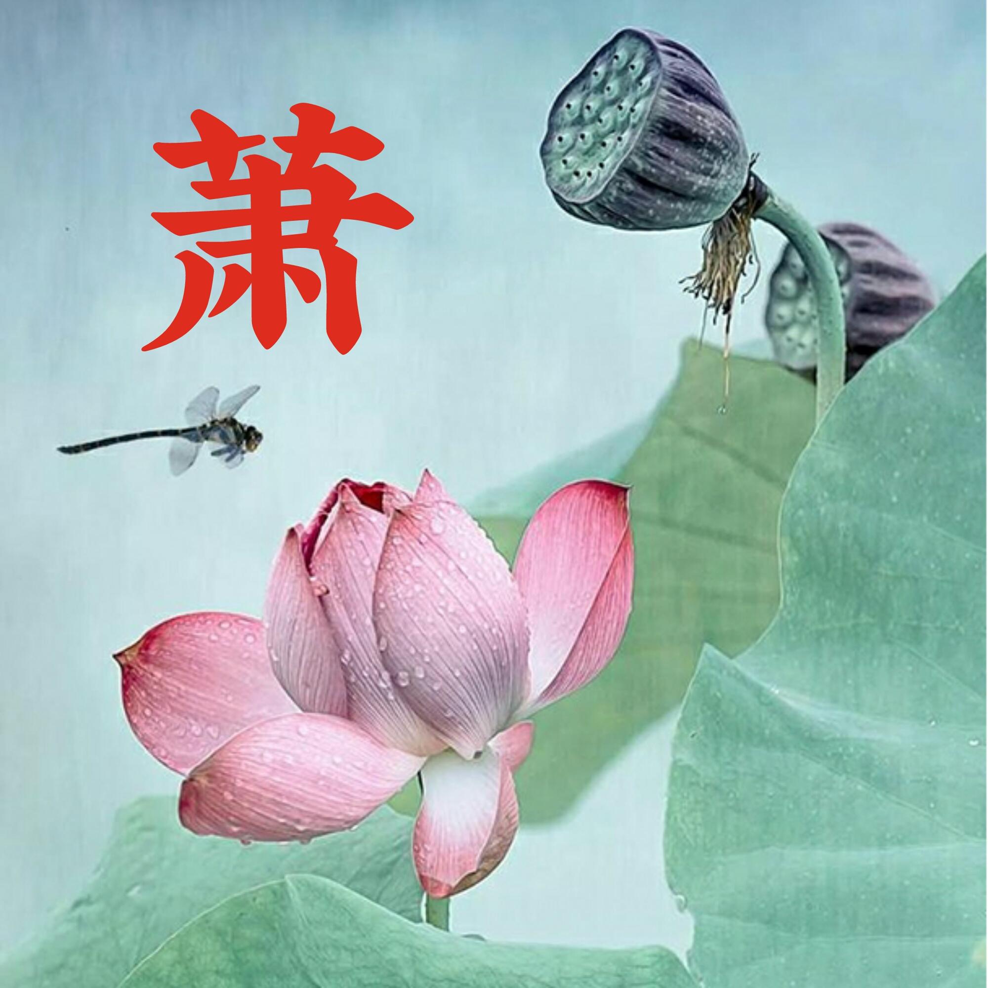 可以做头像的图片(微信图片大全头像)