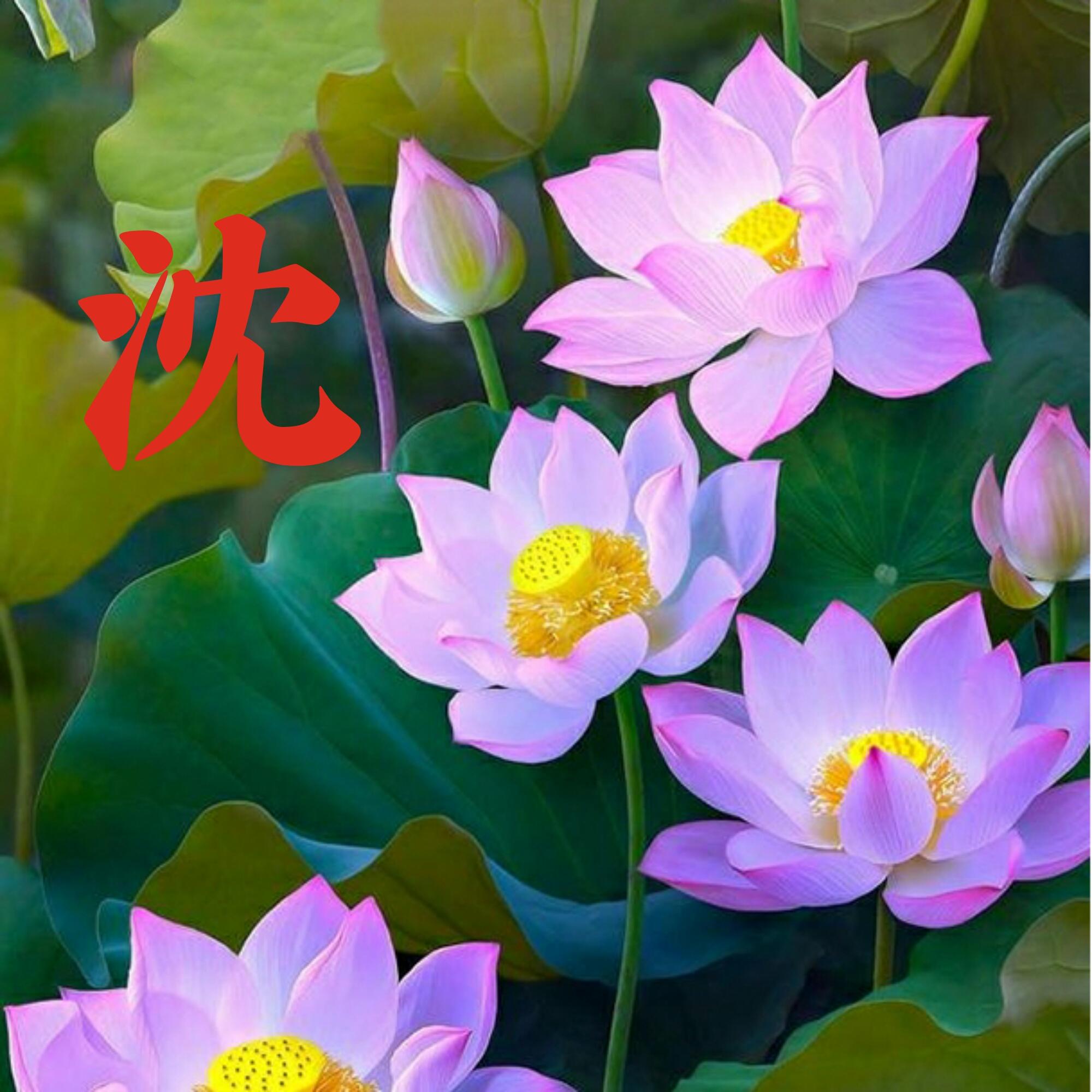 可以做头像的图片(微信图片大全头像)
