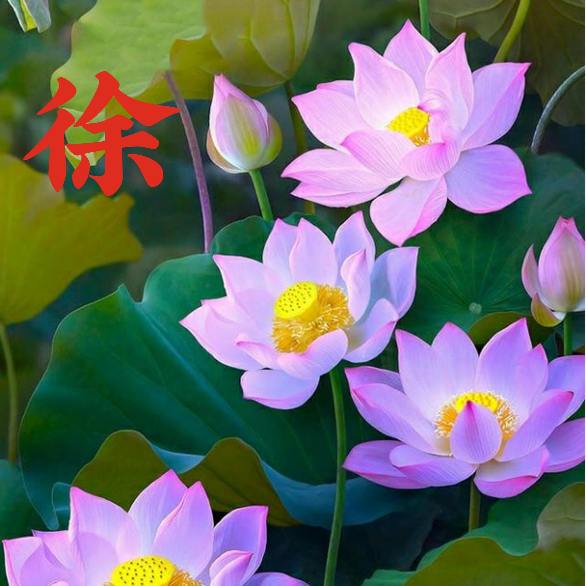 可以做头像的图片(微信图片大全头像)