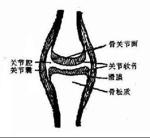 椎骨结构图，椎骨结构图手绘（人体解剖学之骨连结<关节学>）