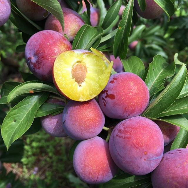 红李子的功效与作用,红心李子的功效和作用(最棒的李子贵族——四川脆