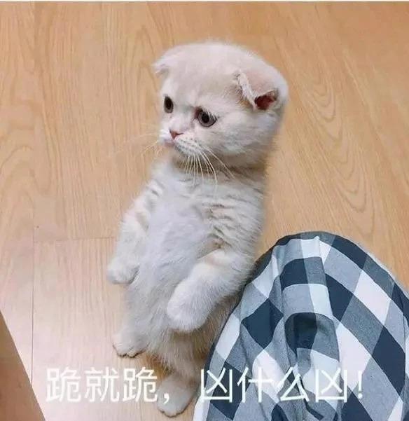 有个性的猫品种，你家猫咪属于哪一种呢