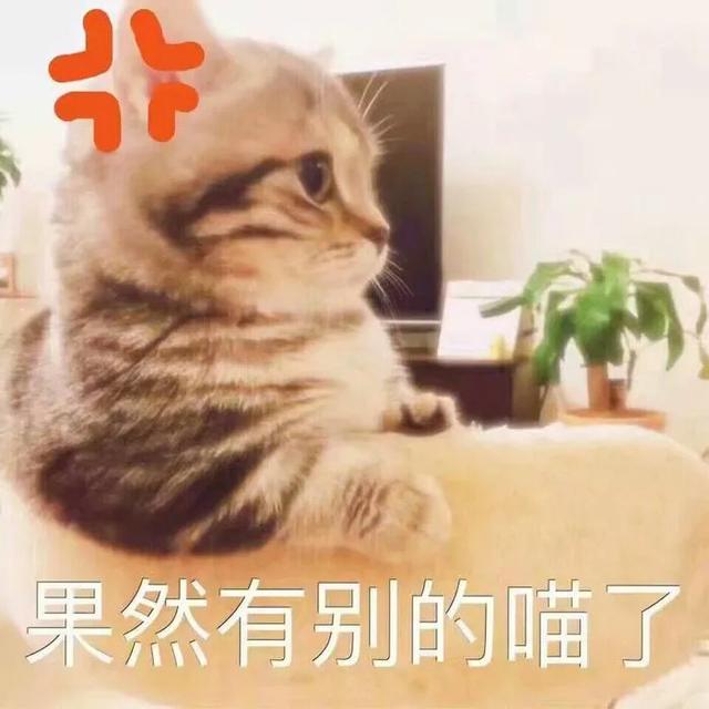 有个性的猫品种，你家猫咪属于哪一种呢