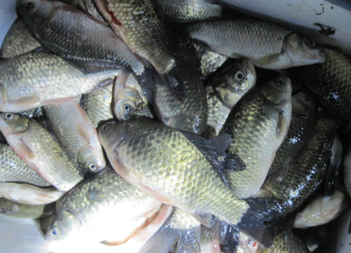 鲫鱼的功效与作用禁忌和食用方法，鲫鱼的功效与作用禁忌和食用方法大全（但这三种人不宜食用）