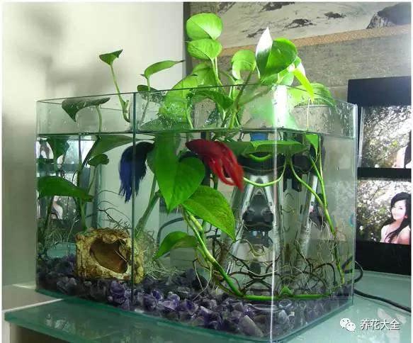 鱼缸内养鱼有什么窍门，鱼缸养鱼的技巧（教给新手养鱼不死的几个小妙招）