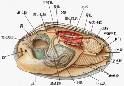 红色北极贝是熟的吗，北极贝贵还是三文鱼贵（关于各种贝类的名字、区别、产地、吃法）