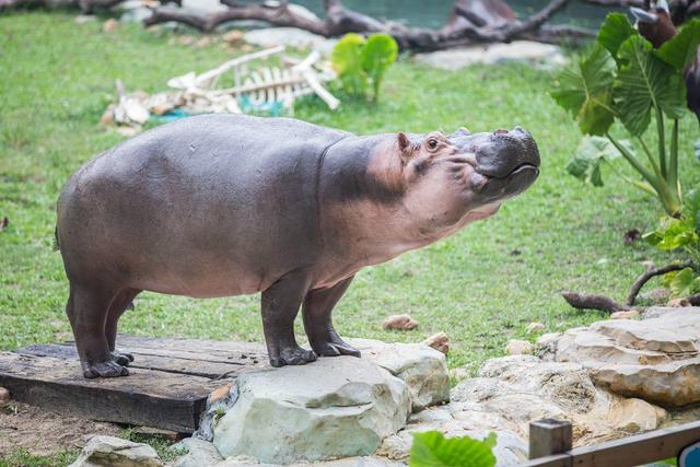 河马英语怎么读，河马的英语怎么读（河马用英语该怎么说）