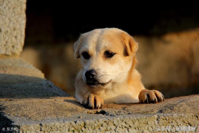狗虱子怎么去除，狗虱子用什么可以杀死（狗狗身上有虱子怎么办）