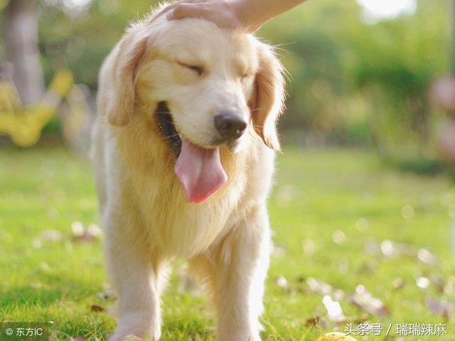 狗虱子怎么去除，狗虱子用什么可以杀死（狗狗身上有虱子怎么办）