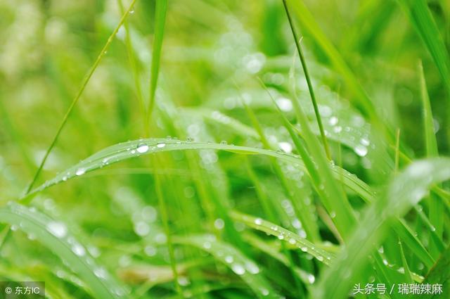 狗虱子怎么去除，狗虱子用什么可以杀死（狗狗身上有虱子怎么办）