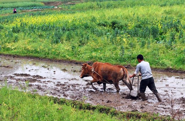 天然牛黄12万元一克，纯天然牛黄3万多一克（农村老人过节杀牛得到一块石头）