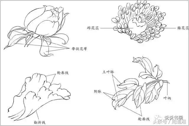 我怎样画工笔牡丹，我怎样画工笔牡丹视频（珍藏版~这篇国画工笔牡丹教程超级详细）