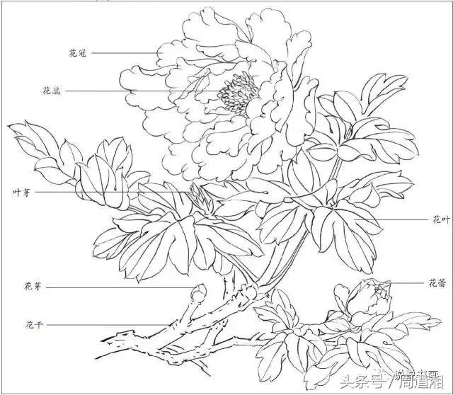 我怎样画工笔牡丹，我怎样画工笔牡丹视频（珍藏版~这篇国画工笔牡丹教程超级详细）