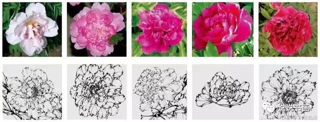 我怎样画工笔牡丹，我怎样画工笔牡丹视频（珍藏版~这篇国画工笔牡丹教程超级详细）