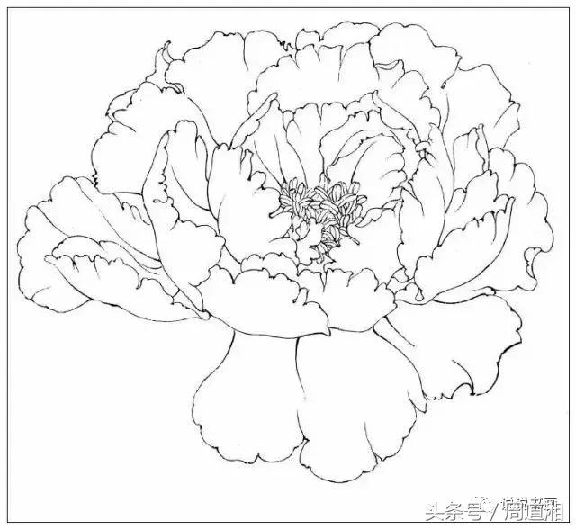 我怎样画工笔牡丹，我怎样画工笔牡丹视频（珍藏版~这篇国画工笔牡丹教程超级详细）