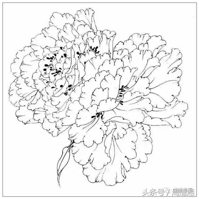 我怎样画工笔牡丹，我怎样画工笔牡丹视频（珍藏版~这篇国画工笔牡丹教程超级详细）