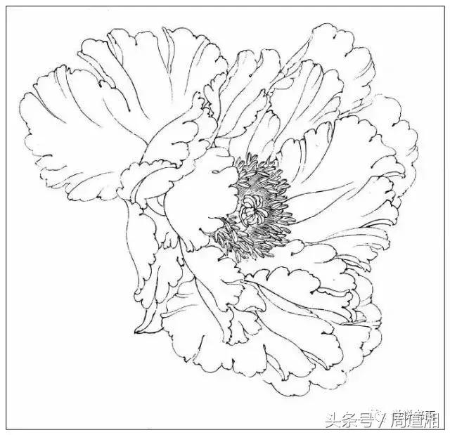 我怎样画工笔牡丹，我怎样画工笔牡丹视频（珍藏版~这篇国画工笔牡丹教程超级详细）