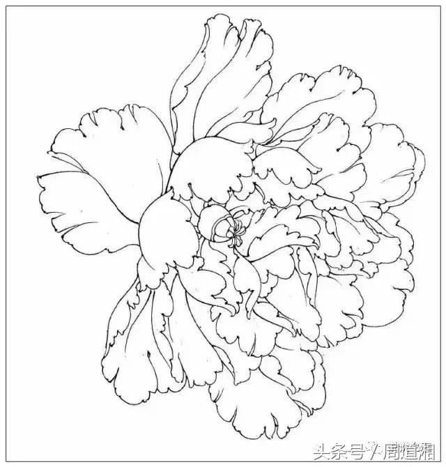 我怎样画工笔牡丹，我怎样画工笔牡丹视频（珍藏版~这篇国画工笔牡丹教程超级详细）