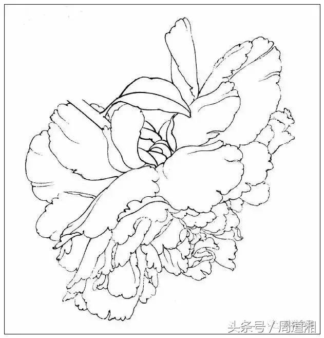 我怎样画工笔牡丹，我怎样画工笔牡丹视频（珍藏版~这篇国画工笔牡丹教程超级详细）