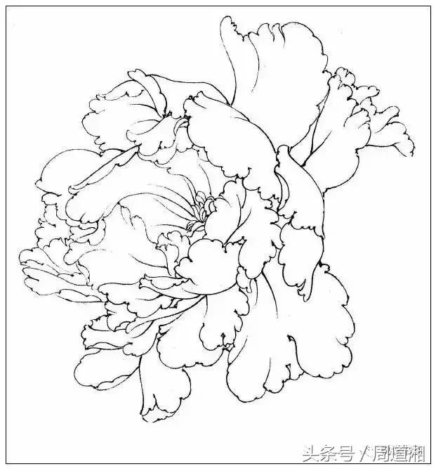 我怎样画工笔牡丹，我怎样画工笔牡丹视频（珍藏版~这篇国画工笔牡丹教程超级详细）