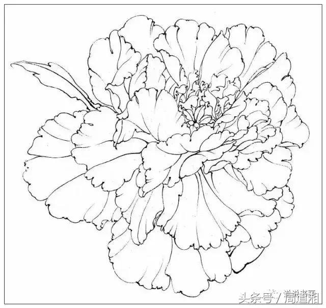 我怎样画工笔牡丹，我怎样画工笔牡丹视频（珍藏版~这篇国画工笔牡丹教程超级详细）