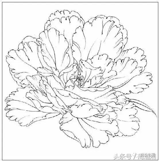 我怎样画工笔牡丹，我怎样画工笔牡丹视频（珍藏版~这篇国画工笔牡丹教程超级详细）