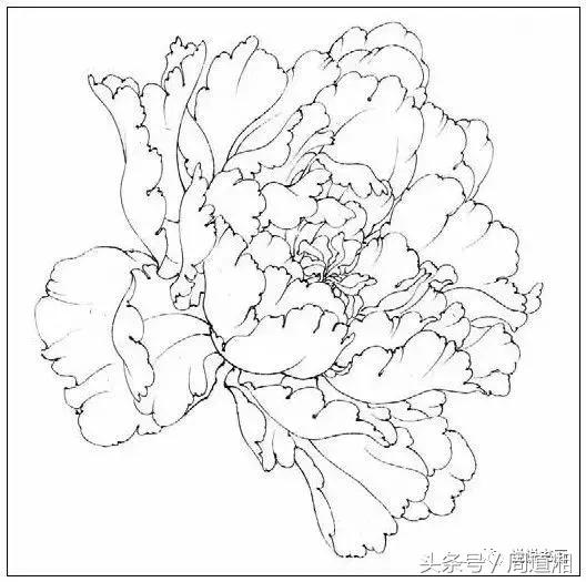 我怎样画工笔牡丹，我怎样画工笔牡丹视频（珍藏版~这篇国画工笔牡丹教程超级详细）