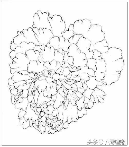 我怎样画工笔牡丹，我怎样画工笔牡丹视频（珍藏版~这篇国画工笔牡丹教程超级详细）