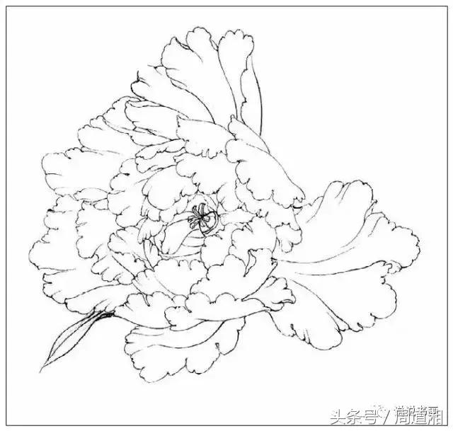 我怎样画工笔牡丹，我怎样画工笔牡丹视频（珍藏版~这篇国画工笔牡丹教程超级详细）