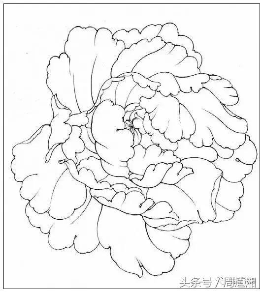 我怎样画工笔牡丹，我怎样画工笔牡丹视频（珍藏版~这篇国画工笔牡丹教程超级详细）