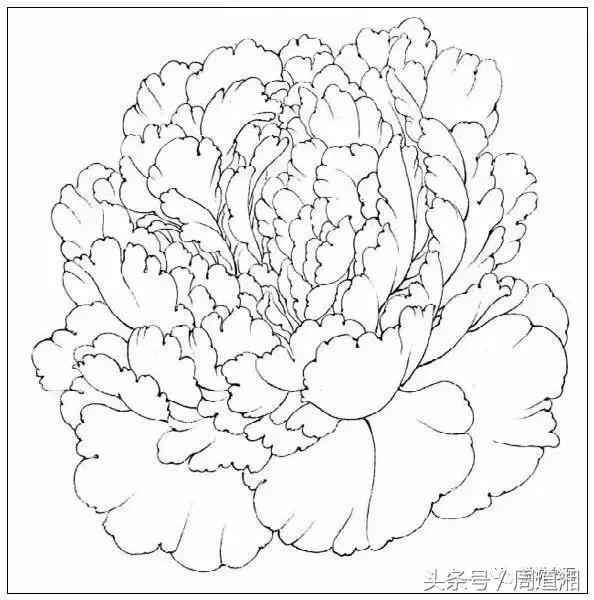 我怎样画工笔牡丹，我怎样画工笔牡丹视频（珍藏版~这篇国画工笔牡丹教程超级详细）