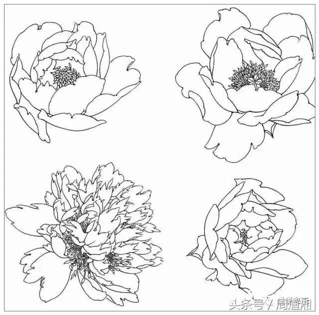 我怎样画工笔牡丹，我怎样画工笔牡丹视频（珍藏版~这篇国画工笔牡丹教程超级详细）