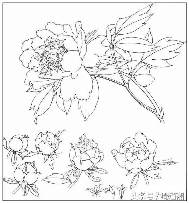 我怎样画工笔牡丹，我怎样画工笔牡丹视频（珍藏版~这篇国画工笔牡丹教程超级详细）