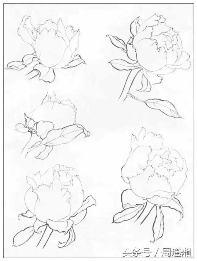 我怎样画工笔牡丹，我怎样画工笔牡丹视频（珍藏版~这篇国画工笔牡丹教程超级详细）