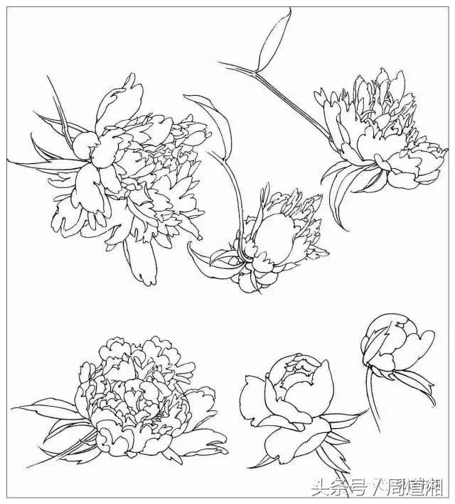 我怎样画工笔牡丹，我怎样画工笔牡丹视频（珍藏版~这篇国画工笔牡丹教程超级详细）