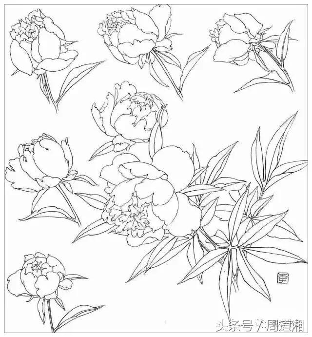 我怎样画工笔牡丹，我怎样画工笔牡丹视频（珍藏版~这篇国画工笔牡丹教程超级详细）