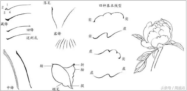 我怎样画工笔牡丹，我怎样画工笔牡丹视频（珍藏版~这篇国画工笔牡丹教程超级详细）